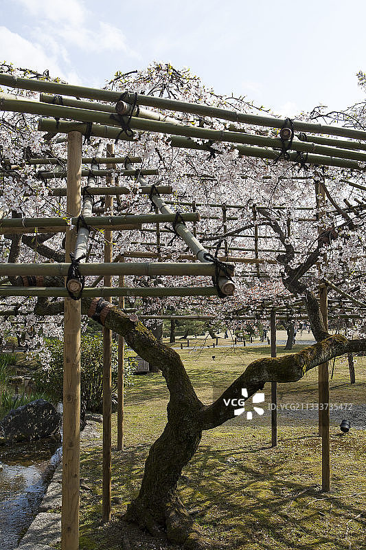 日本千本释迦堂寺的喷雪花图片素材