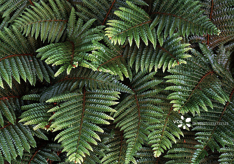 花园里的复叶耳蕨图片素材