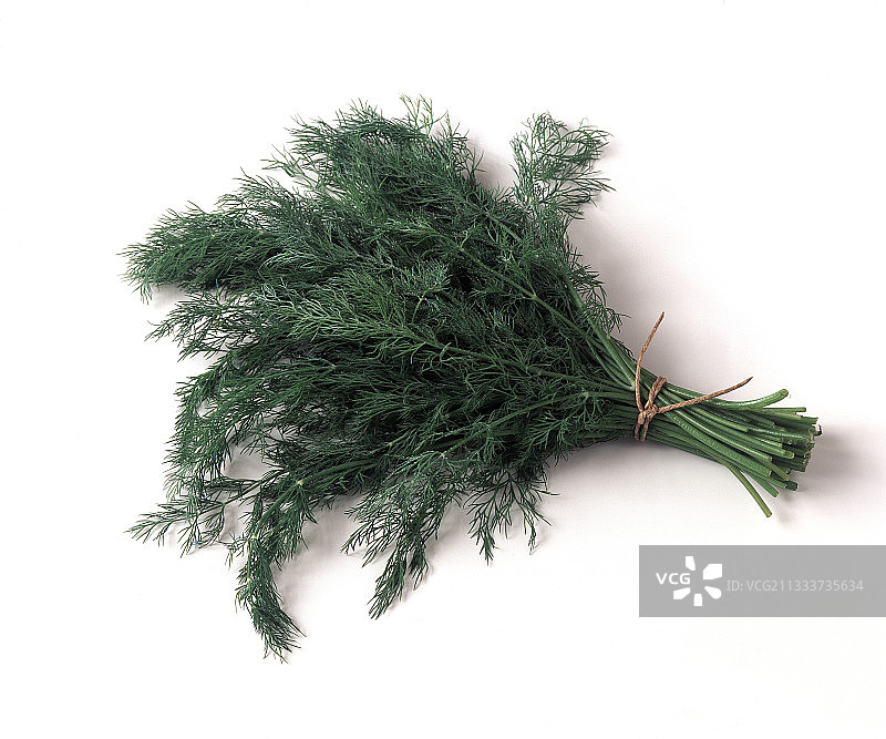 摄影棚中的莳萝图片素材