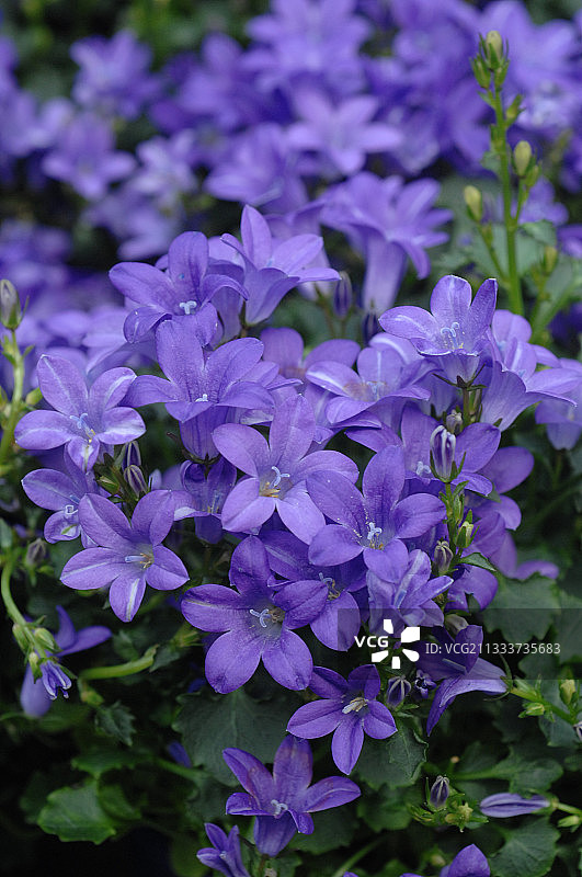 花园中盛开的风铃草图片素材