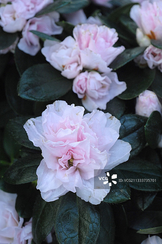 花园中盛开的印度杜鹃图片素材