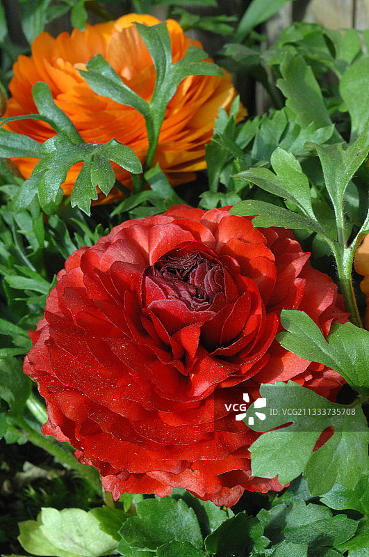 花园中盛开的毛茛花图片素材