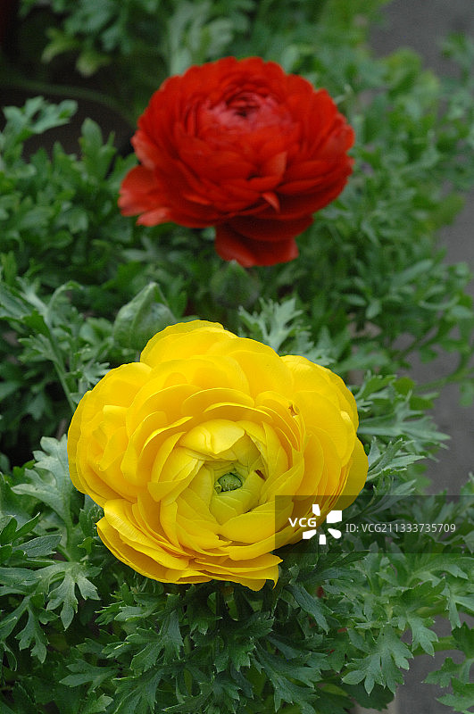 花园中盛开的毛茛花图片素材