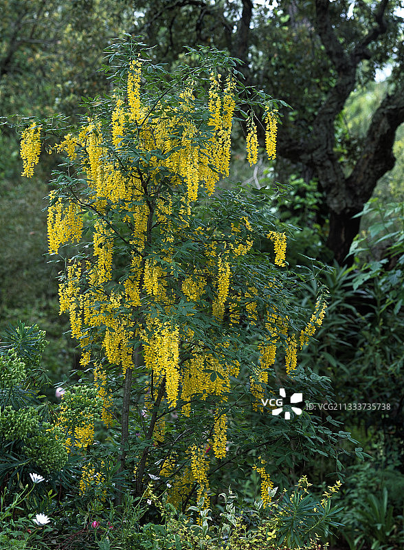 花园中的金链花图片素材