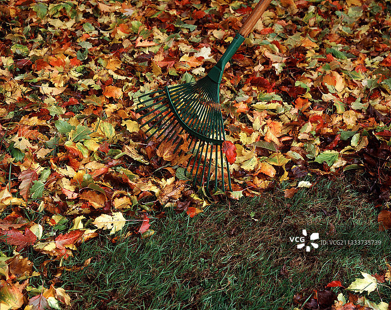 花园中耙落叶图片素材