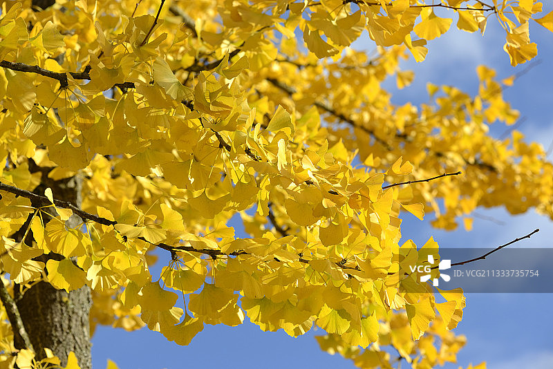 秋天的银杏 - 法国弗朗什-孔泰图片素材