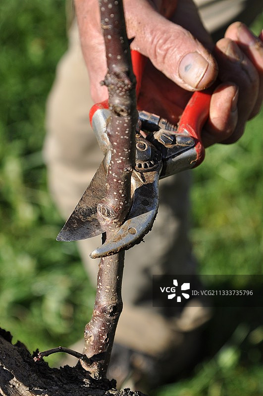 花园里的苹果树嫁接图片素材