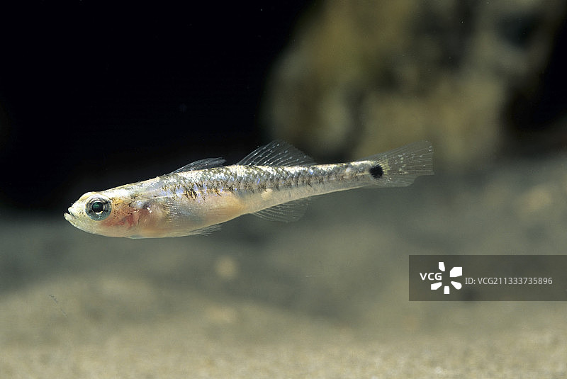 沙塘鳢图片素材