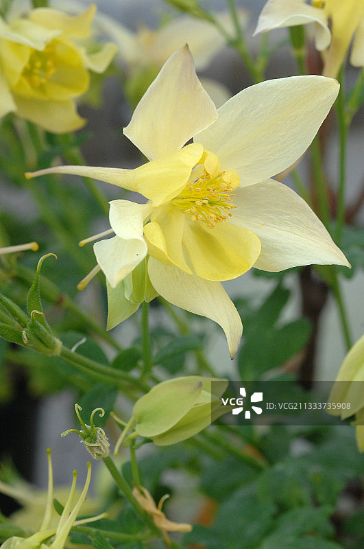 盛开在花园中的春魔术耧斗菜图片素材