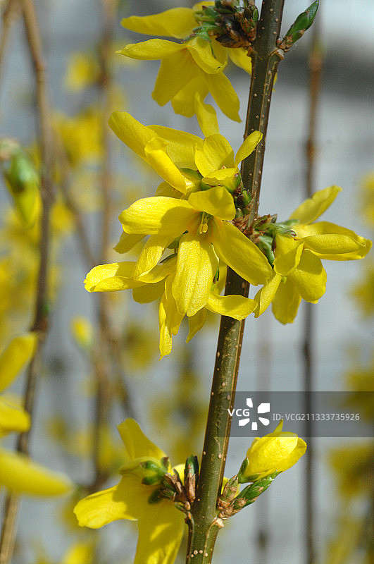 花园里的金钟花图片素材