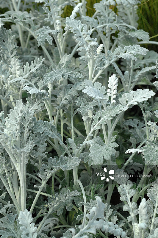 花园里的银叶菊图片素材