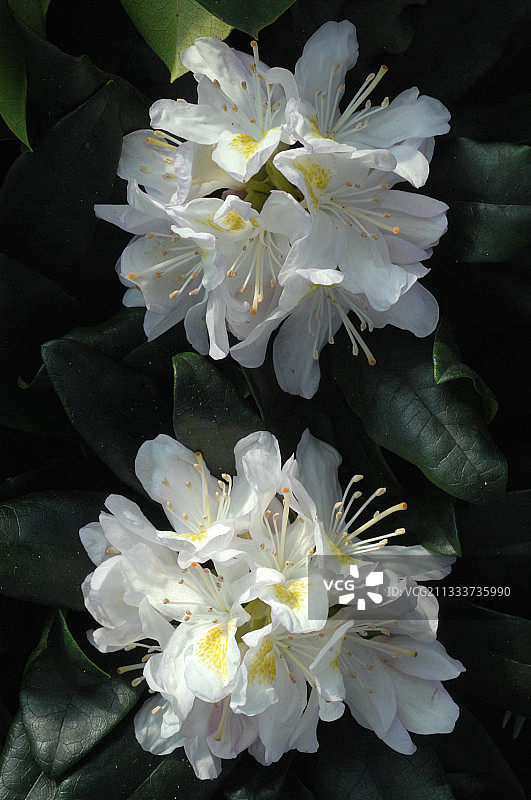 花园里盛开的杜鹃花“马松夫人”图片素材