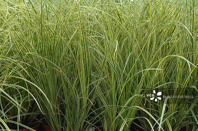 花园中的大棕莎草图片素材