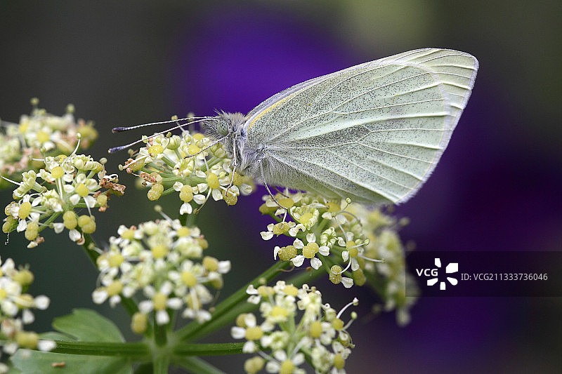 花园里盛开的亚历山大植物上的白色大花 - 法国图片素材