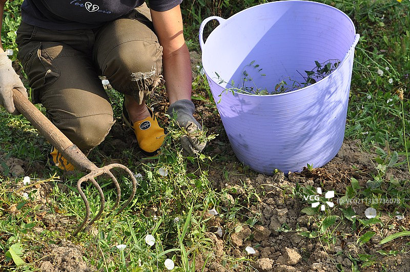 花园里的旋花草图片素材