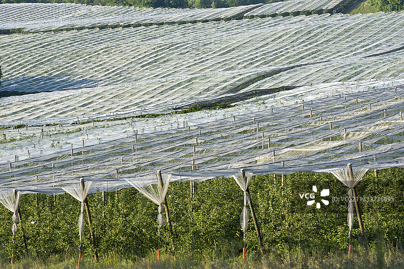 合理的防虫控制，杀虫剂图片素材