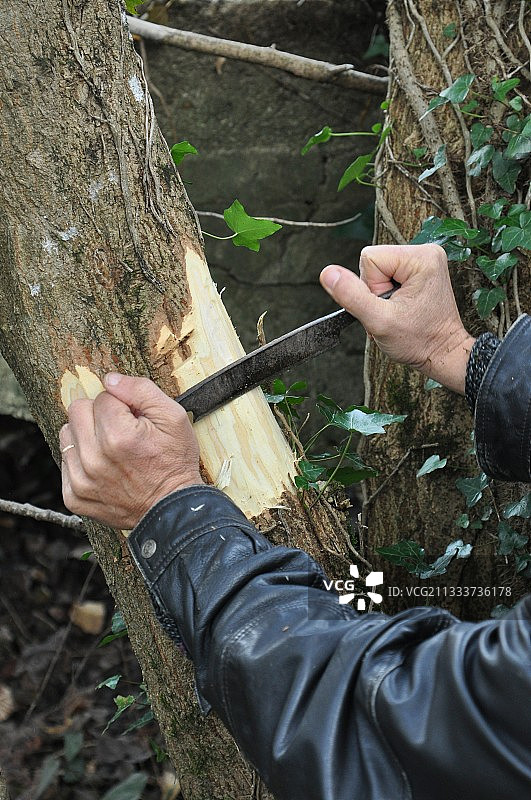 花园里枫树皮的剥落图片素材