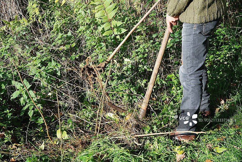 花园中移除臭椿图片素材
