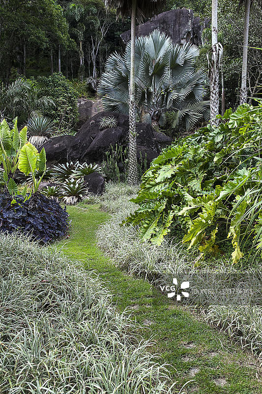 巴西花园中的俾斯麦棕榈树图片素材
