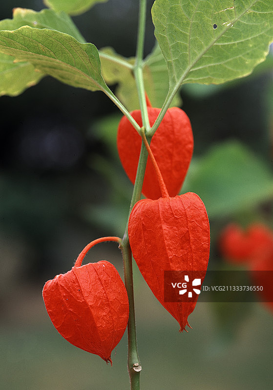 花园里的果实中国灯笼图片素材