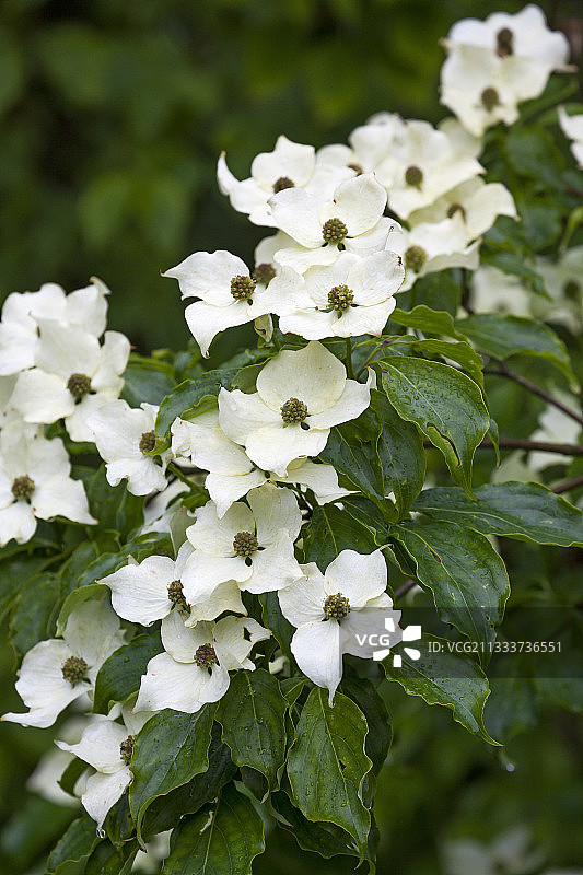 花园里盛开的山茱萸图片素材