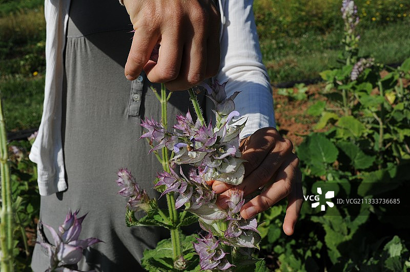 保持活性成分：植物应在露水蒸发后于早晨采摘，并迅速干燥。快乐鼠尾草用于治疗女性疾病：痛经、潮热。图片素材