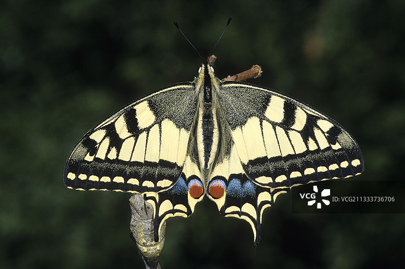 燕凤蝶图片素材