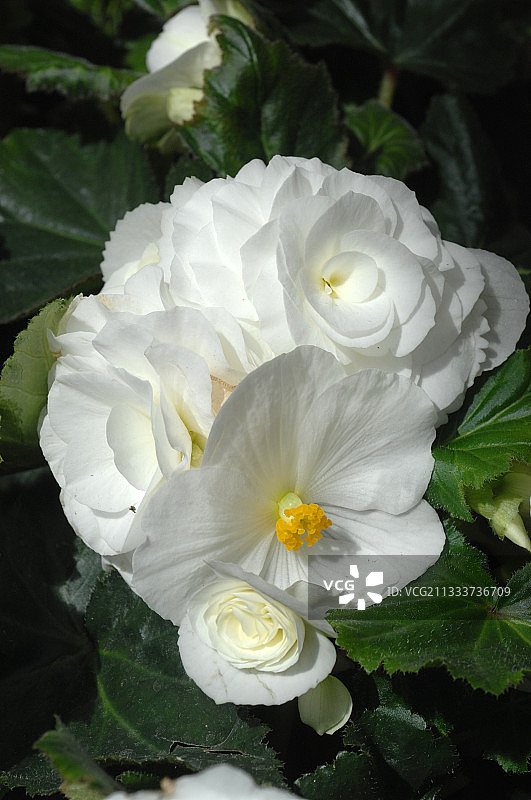 块根秋海棠在花园中盛开图片素材