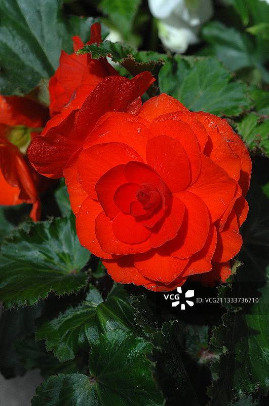 花园里盛开的块茎秋海棠图片素材