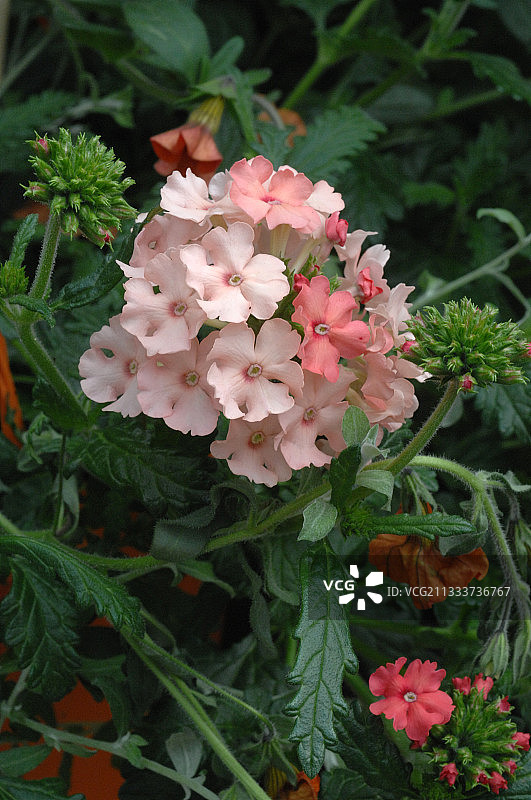 马鞭草花园盛开图片素材