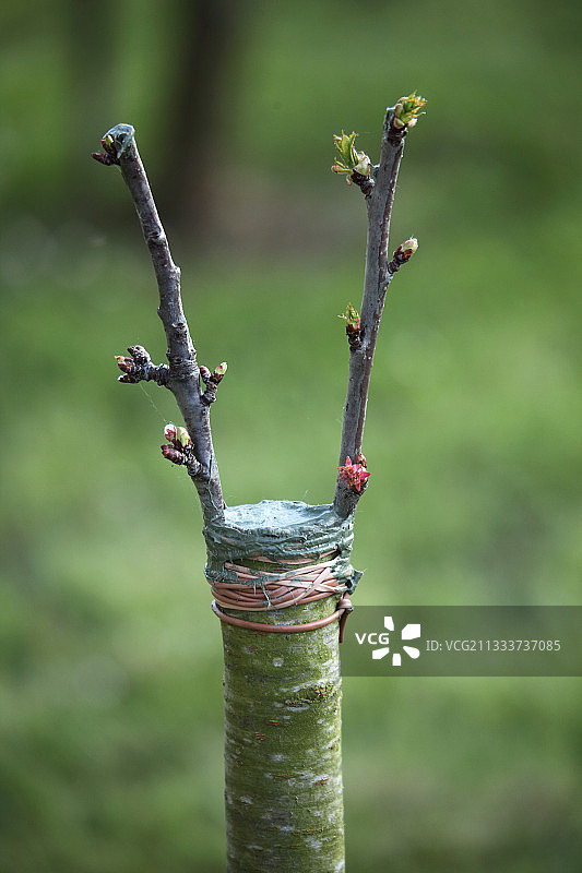 春季在托斯卡纳嫁接果树图片素材
