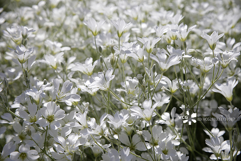 花园中盛开的蝇子草图片素材