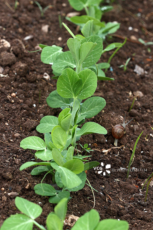 在有机厨房花园中播种豌豆图片素材