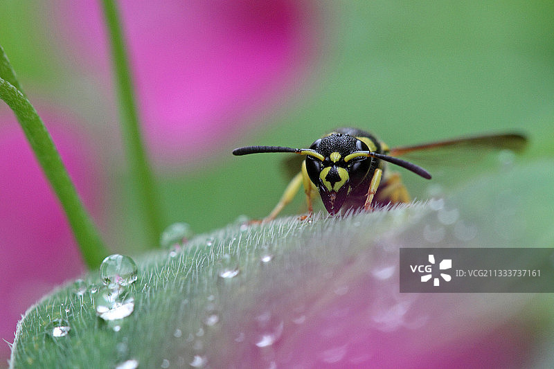 有机花园里木酢浆草上的泥瓦匠黄蜂图片素材