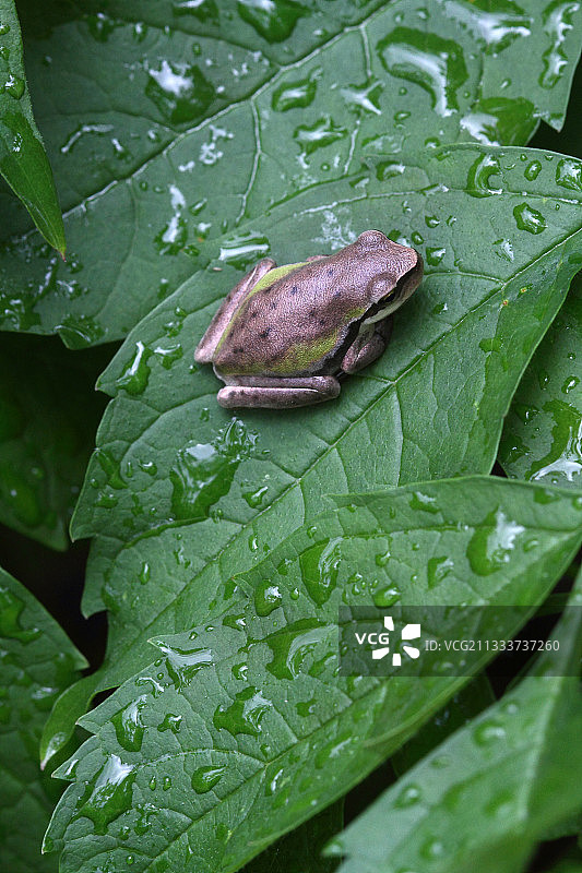 在树叶上的未成熟绿树蛙 - 法国图片素材