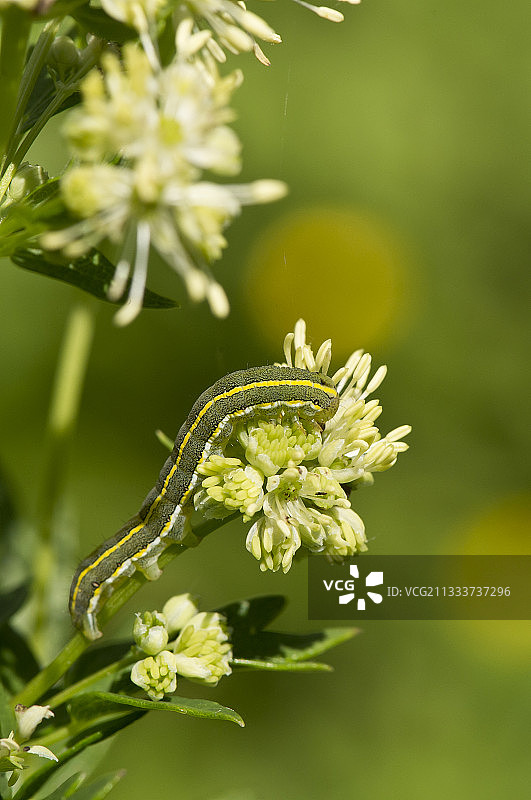 丹麦普通草原 rue 花上的金雀蛾毛毛虫图片素材