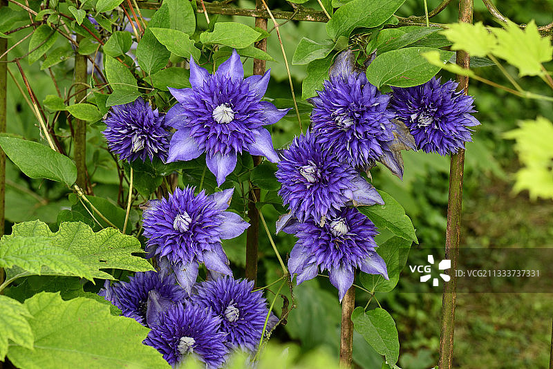 铁线莲‘多蓝’ - 法国阿尔萨斯花园棉花图片素材