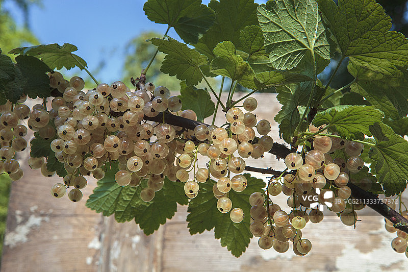 花园里的白醋栗图片素材