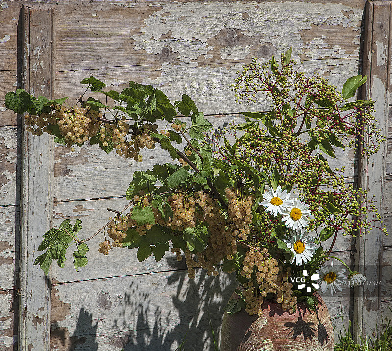 花园里的白色醋栗和接骨木花束图片素材