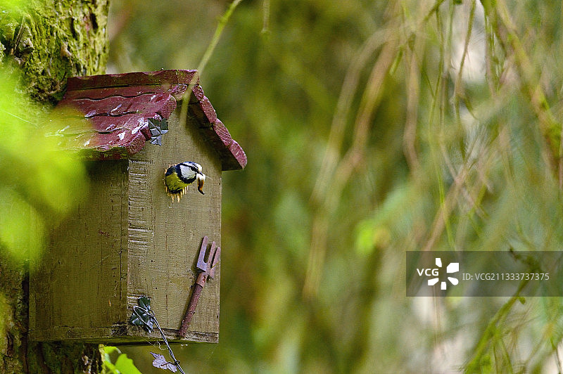 法国勃艮第的蓝山雀在鸟舍中图片素材