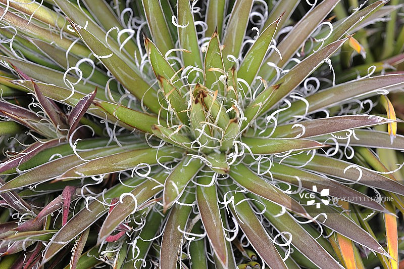 王妃雷神龙舌兰 - 加那利群岛兰萨罗特岛图片素材