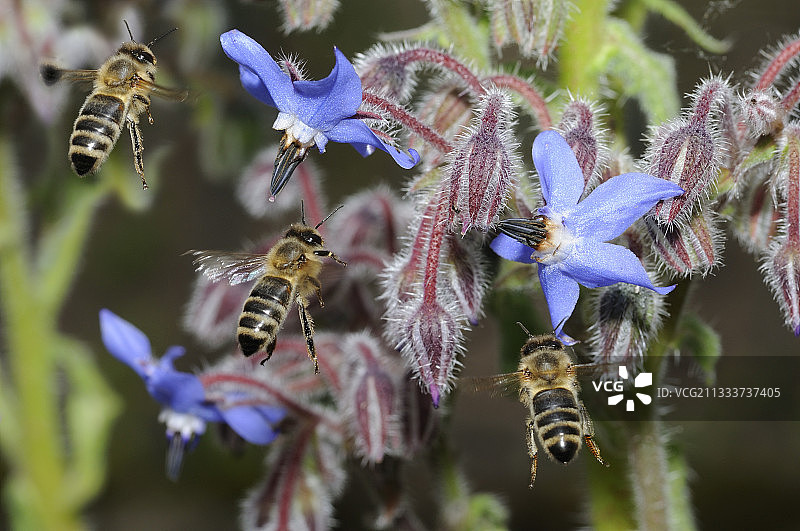 蜜蜂在北弗吉的琉璃苣花上飞舞图片素材