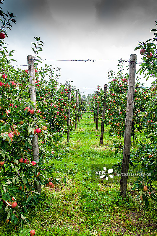 果园里结果的‘法尔斯塔夫’苹果树图片素材