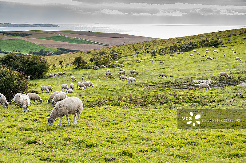 在牧场维护中的布洛涅母羊 - 法国图片素材