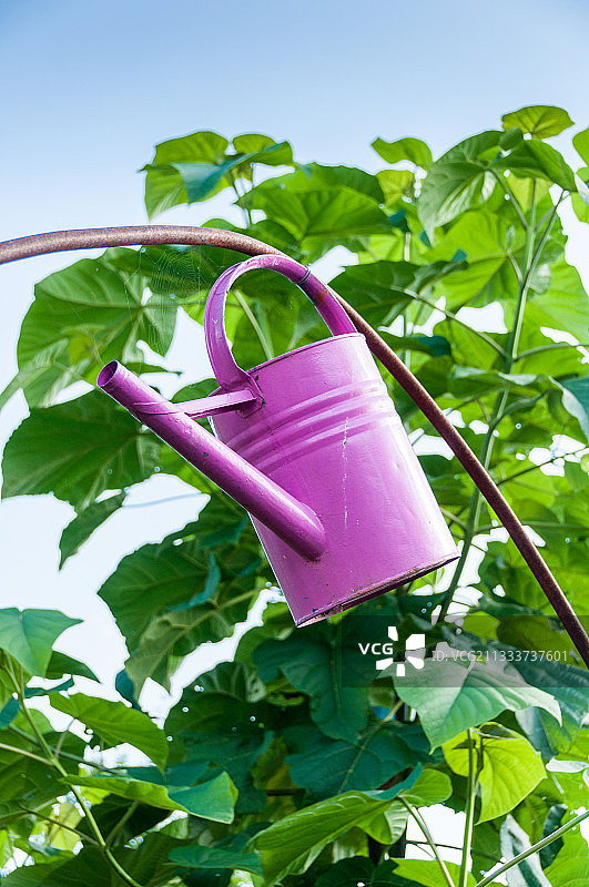 花园里的装饰性水箱图片素材
