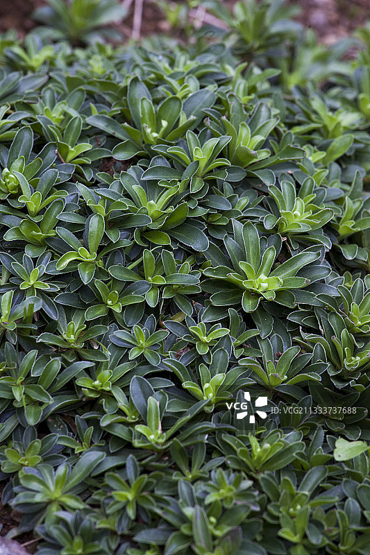 花园中的剪股颖叶子图片素材