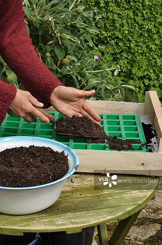 在厨房花园里播种球茎甘蓝图片素材