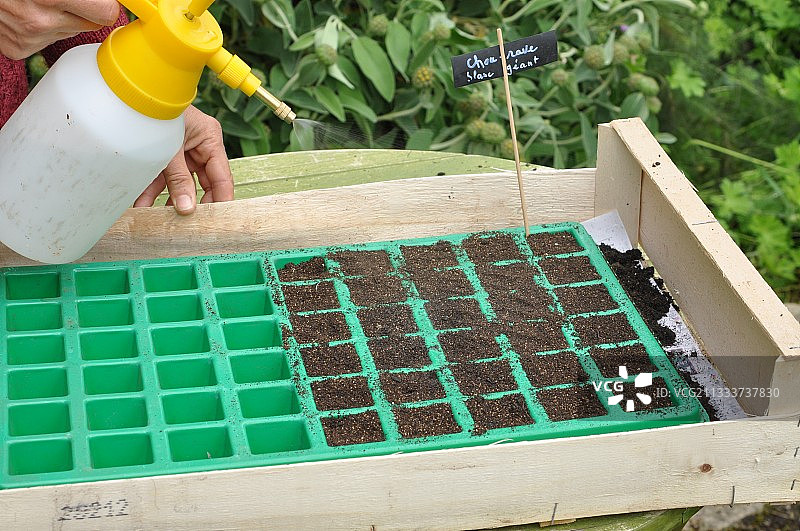 在厨房花园里播种球茎甘蓝图片素材