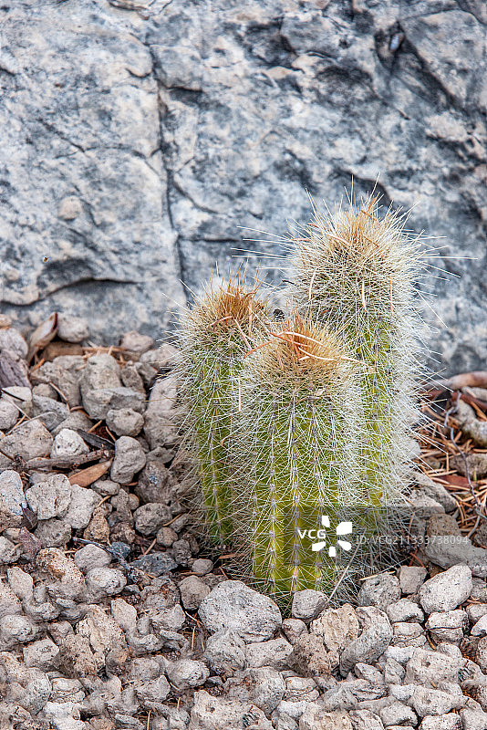 砾石上的金琥仙人掌图片素材
