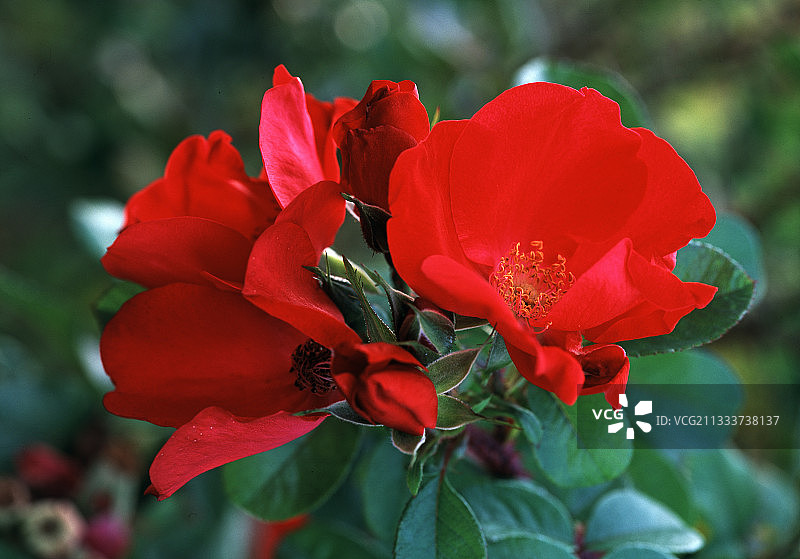 花园中盛开的‘ robusta’玫瑰树图片素材
